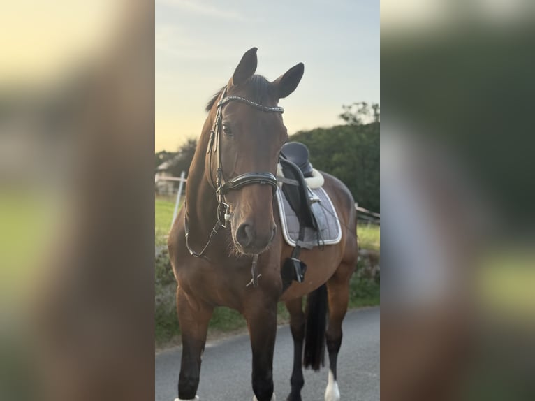 Westfale Wallach 13 Jahre 180 cm Dunkelbrauner in OerlinghausenOerlinghausen