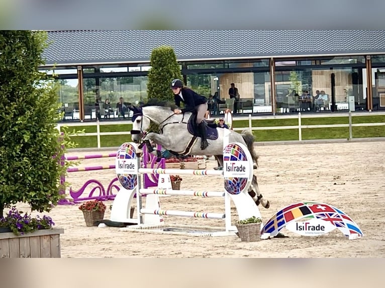 Westfale Wallach 13 Jahre 180 cm Schimmel in Kaarst