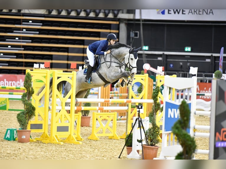 Westfale Wallach 13 Jahre 180 cm Schimmel in Kaarst