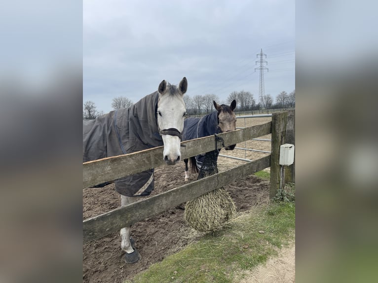 Westfale Wallach 13 Jahre 180 cm Schimmel in Kaarst