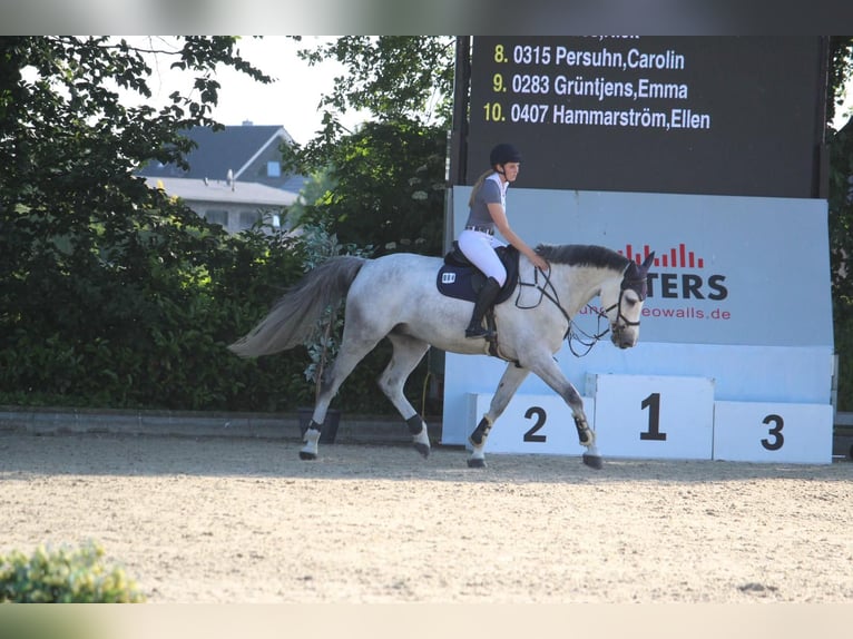 Westfale Wallach 13 Jahre 180 cm Schimmel in Kaarst