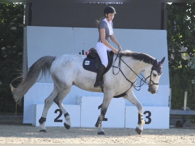 Westfale Wallach 13 Jahre 180 cm Schimmel in Kaarst