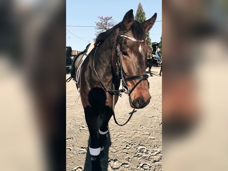 Westfale Wallach 13 Jahre 181 cm Dunkelbrauner in Siegen