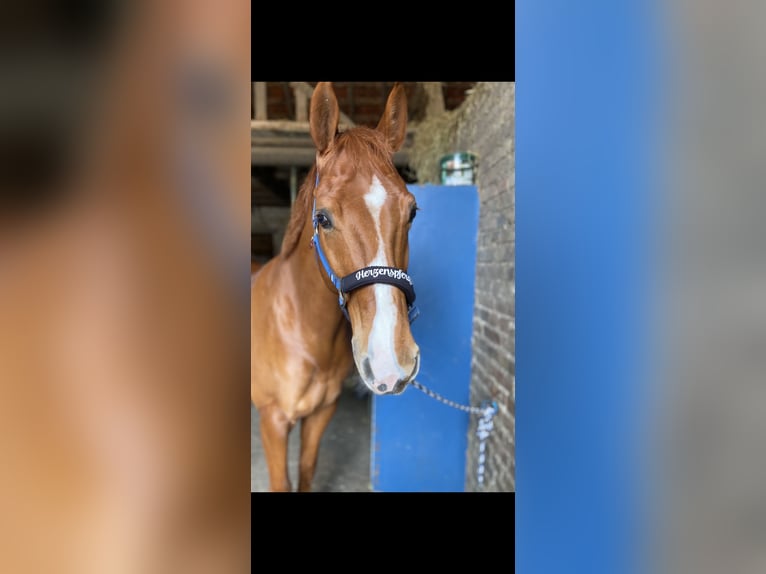 Westfale Wallach 14 Jahre 163 cm Fuchs in Waltrop