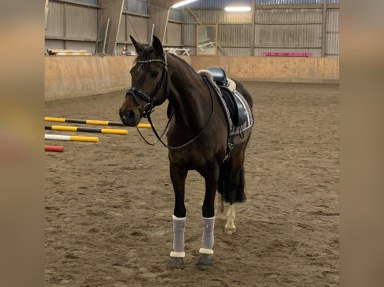 Westfale Wallach 14 Jahre 164 cm Brauner in Pinneberg
