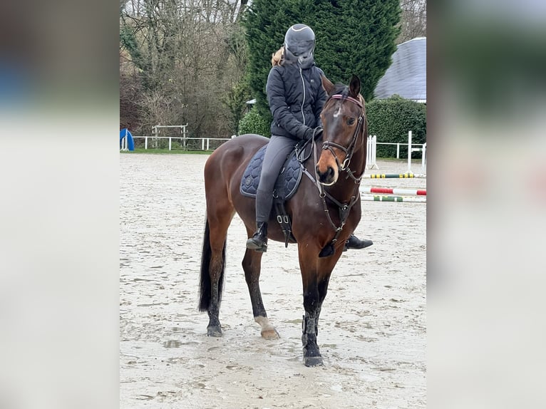 Westfale Wallach 14 Jahre 164 cm Brauner in Bergisch Gladbach