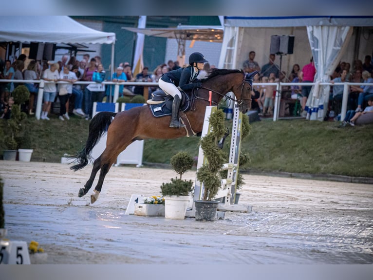 Westfale Wallach 14 Jahre 164 cm Brauner in Bergisch Gladbach
