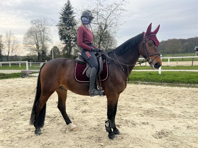 Westfale Wallach 14 Jahre 164 cm Brauner in Bergisch Gladbach