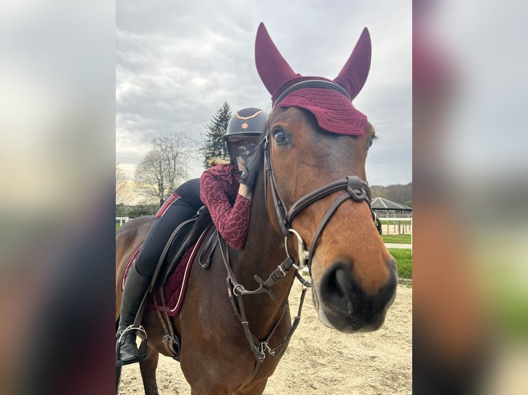 Westfale Wallach 14 Jahre 164 cm Brauner in Bergisch Gladbach