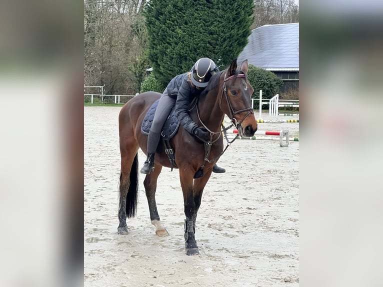 Westfale Wallach 14 Jahre 164 cm Brauner in Bergisch Gladbach