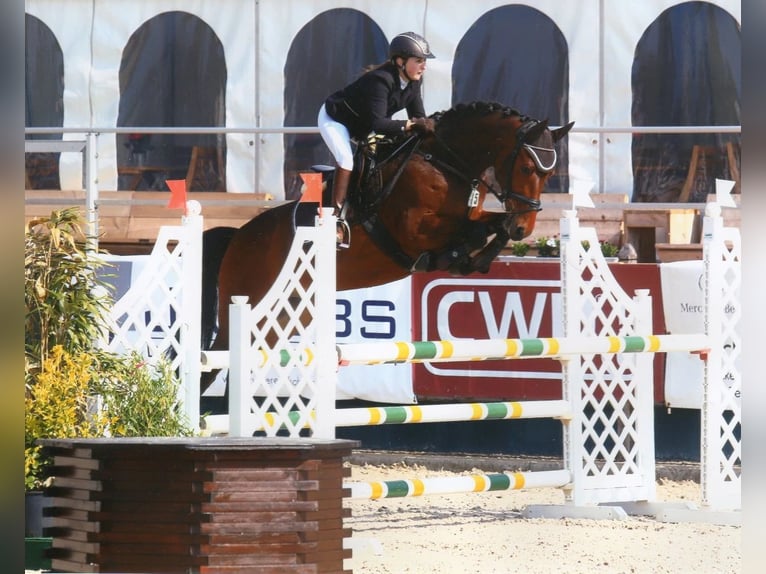 Westfale Wallach 14 Jahre 164 cm Dunkelbrauner in Niederkassel