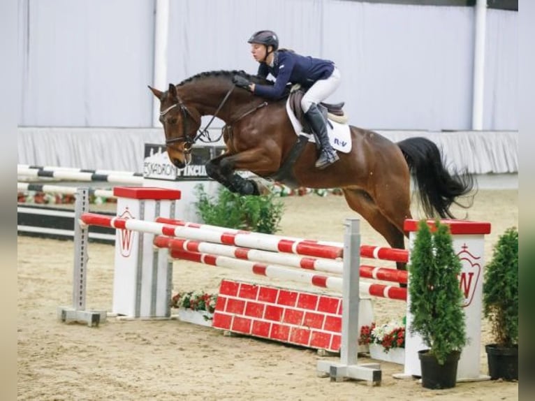 Westfale Wallach 14 Jahre 164 cm Dunkelbrauner in Niederkassel