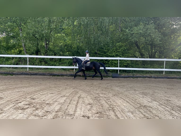 Westfale Wallach 14 Jahre 165 cm Brauner in Erlensee