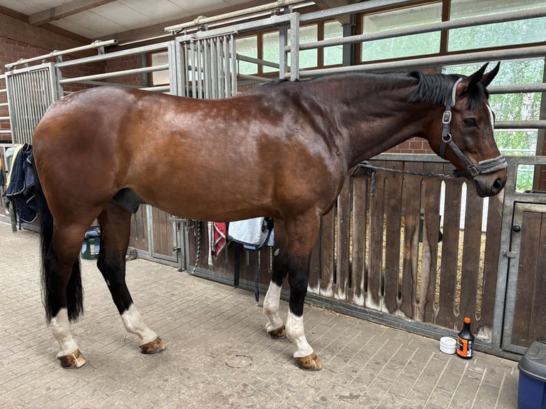 Westfale Wallach 14 Jahre 165 cm Brauner in Witten