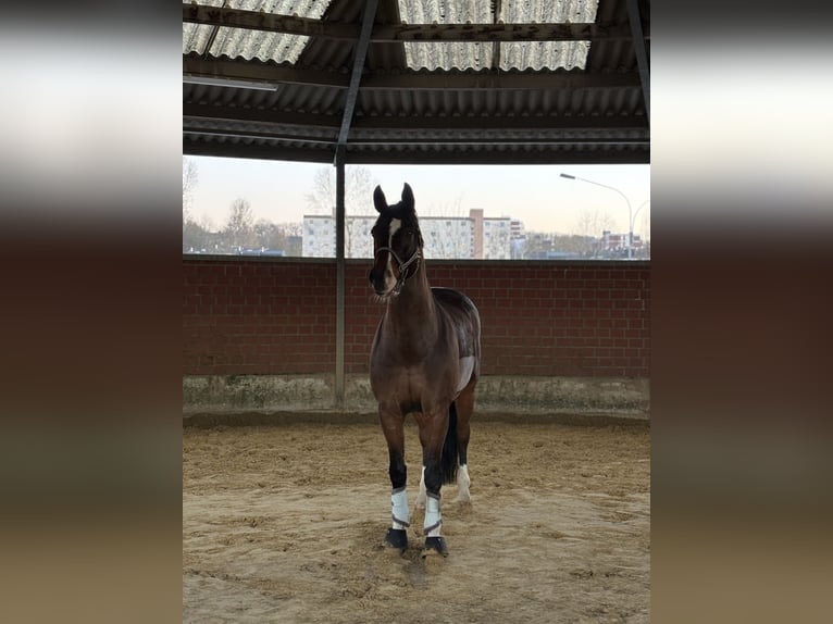 Westfale Wallach 14 Jahre 165 cm Brauner in Witten