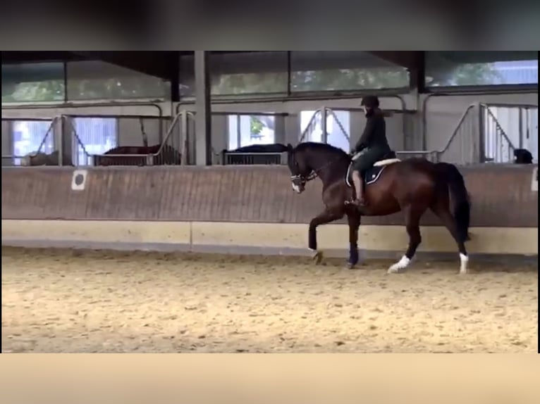 Westfale Wallach 14 Jahre 165 cm Brauner in Witten