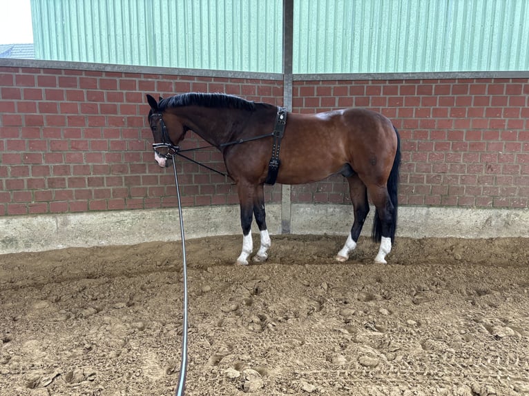 Westfale Wallach 14 Jahre 165 cm Brauner in Witten