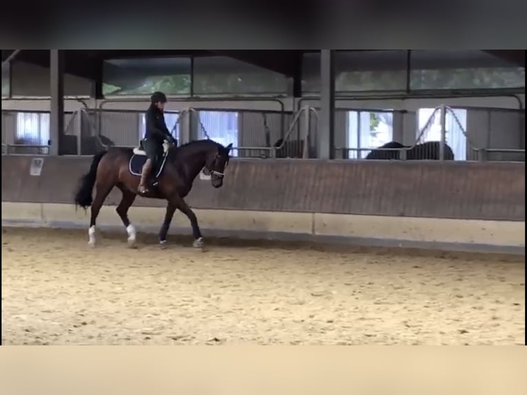 Westfale Wallach 14 Jahre 165 cm Brauner in Witten
