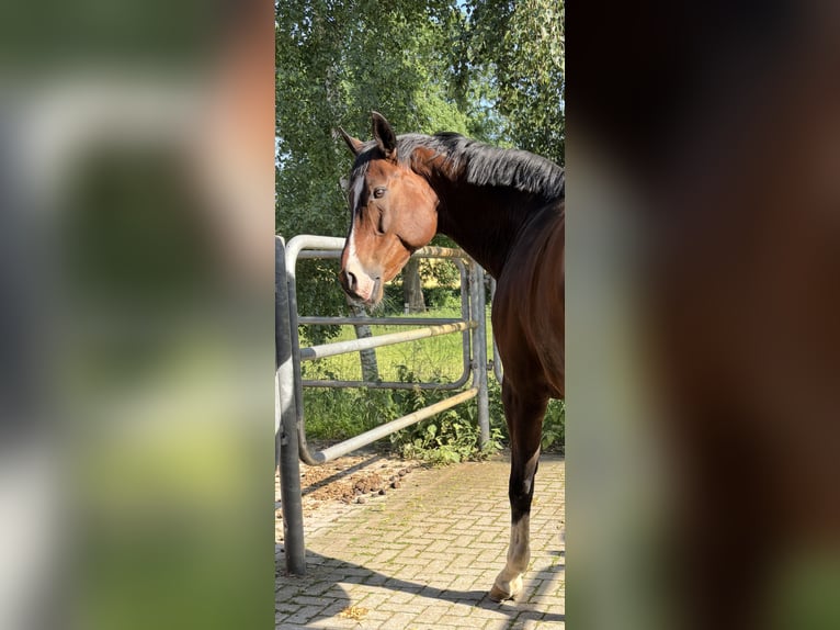 Westfale Wallach 14 Jahre 165 cm Brauner in Witten