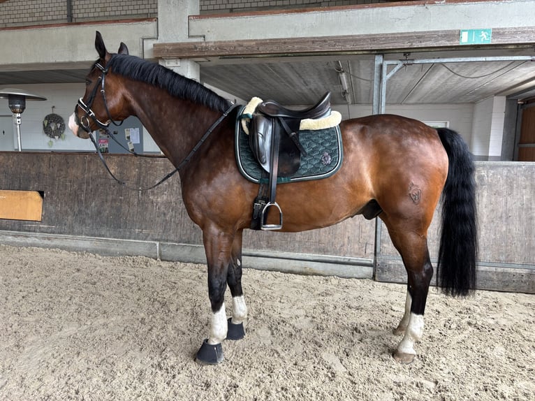 Westfale Wallach 14 Jahre 165 cm Brauner in Witten