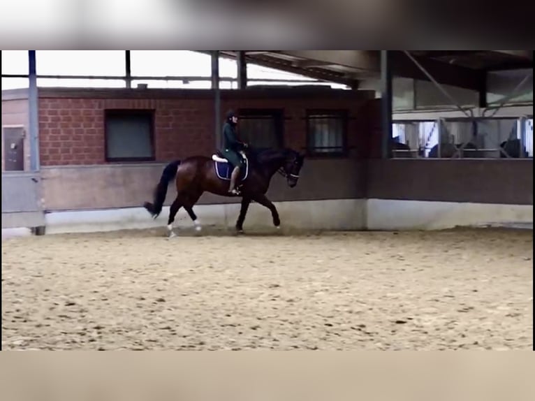 Westfale Wallach 14 Jahre 165 cm Brauner in Witten
