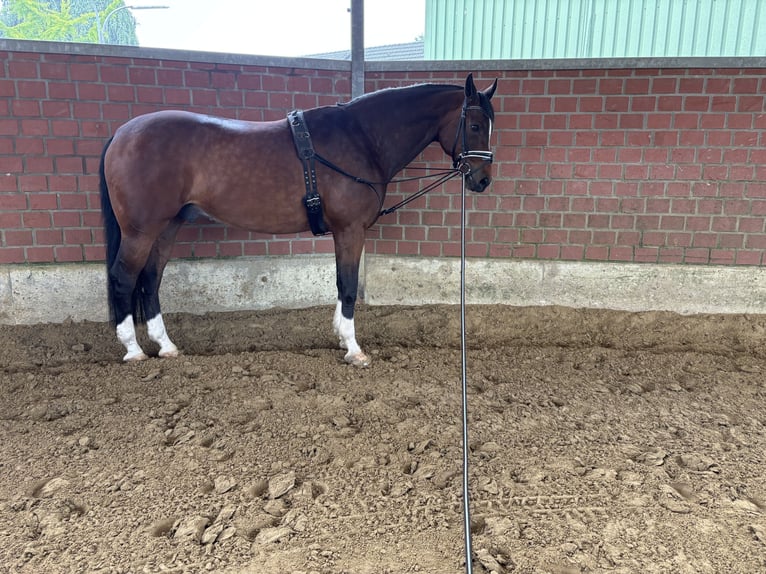 Westfale Wallach 14 Jahre 165 cm Brauner in Witten