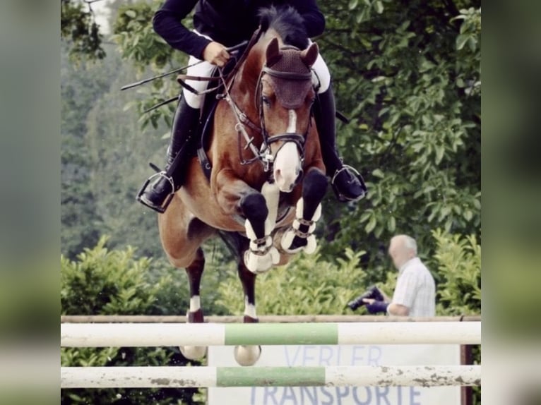 Westfale Wallach 14 Jahre 165 cm Brauner in Ennigerloh