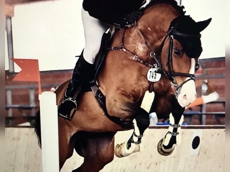 Westfale Wallach 14 Jahre 165 cm Brauner in Ennigerloh