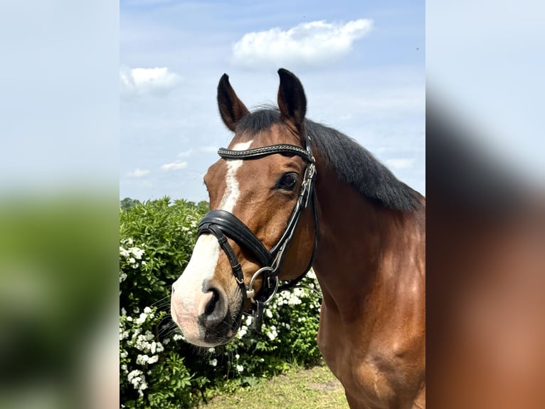 Westfale Wallach 14 Jahre 165 cm Brauner in Ennigerloh