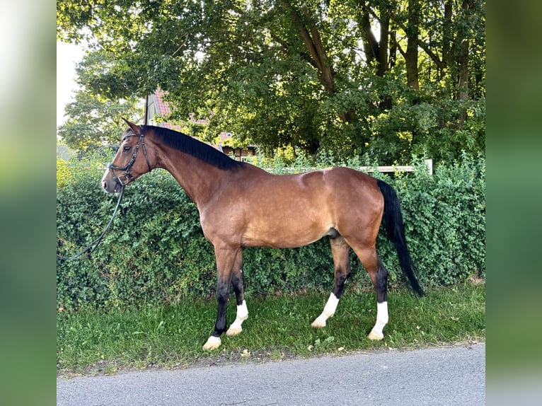 Westfale Wallach 14 Jahre 165 cm Brauner in Ennigerloh