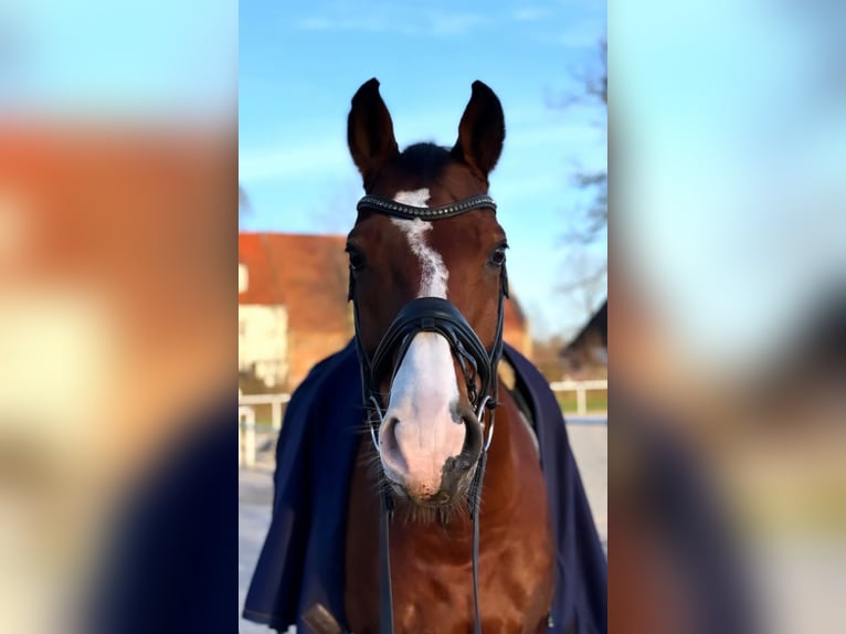 Westfale Wallach 14 Jahre 165 cm Brauner in Ennigerloh