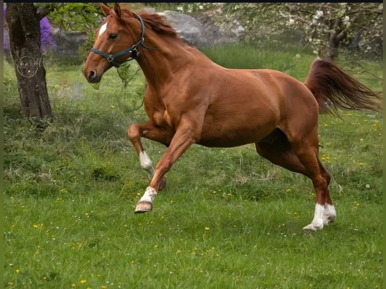 Westfale Wallach 14 Jahre 165 cm Fuchs in Wielenbach