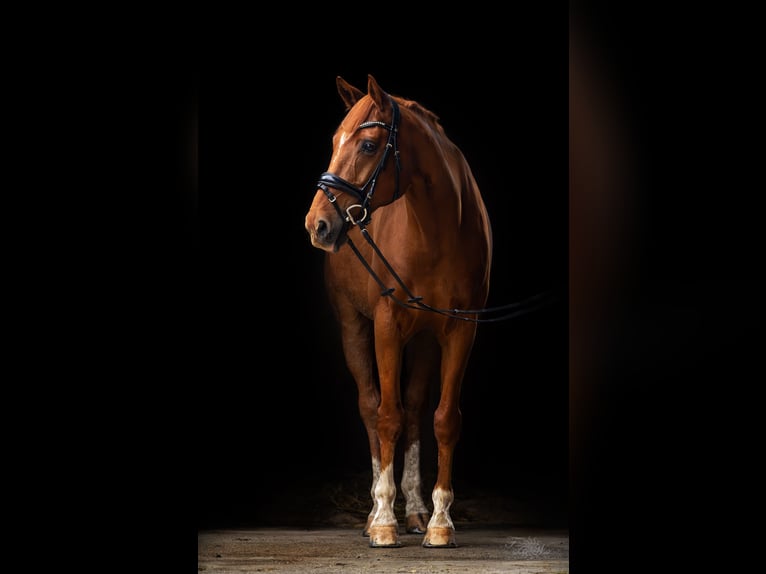 Westfale Wallach 14 Jahre 165 cm Fuchs in Wielenbach