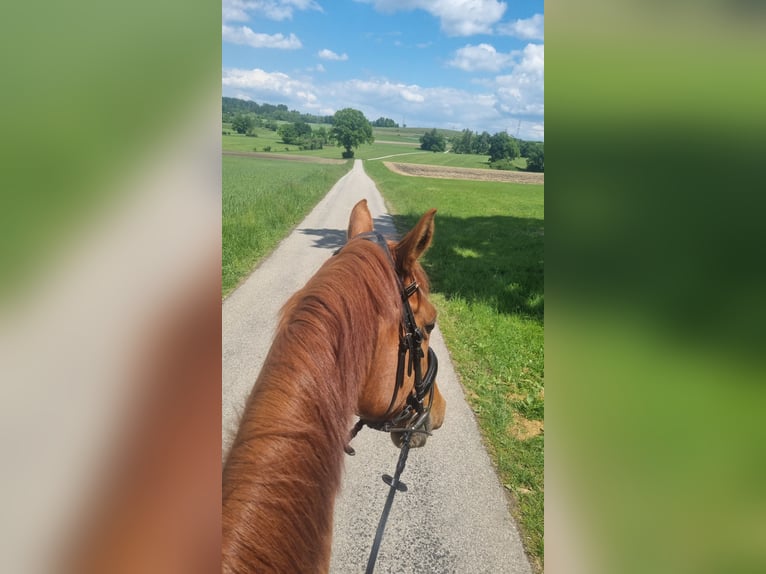 Westfale Wallach 14 Jahre 165 cm Fuchs in Wielenbach