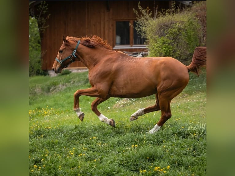 Westfale Wallach 14 Jahre 165 cm Fuchs in Wielenbach