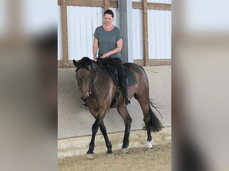 Westfale Wallach 14 Jahre 167 cm Brauner in Overath