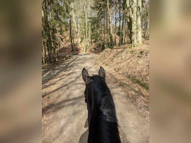 Westfale Wallach 14 Jahre 167 cm Brauner in Overath