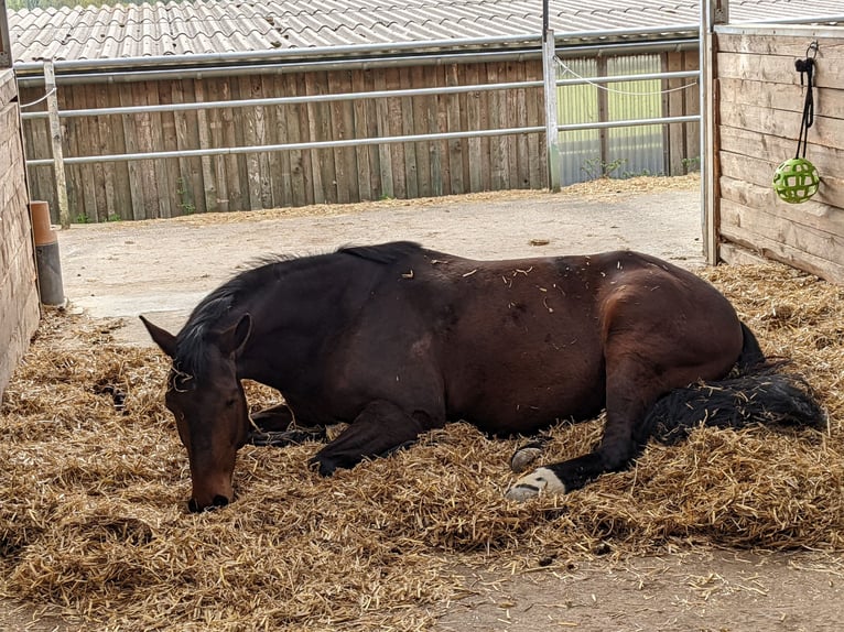 Westfale Wallach 14 Jahre 167 cm Brauner in Overath