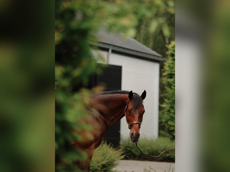 Westfale Wallach 14 Jahre 168 cm Brauner in Mol