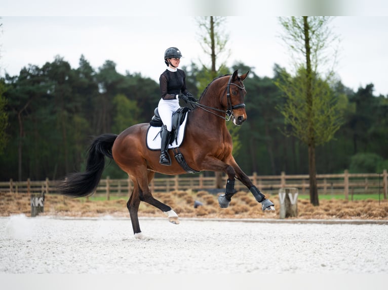 Westfale Wallach 14 Jahre 168 cm Brauner in Mol