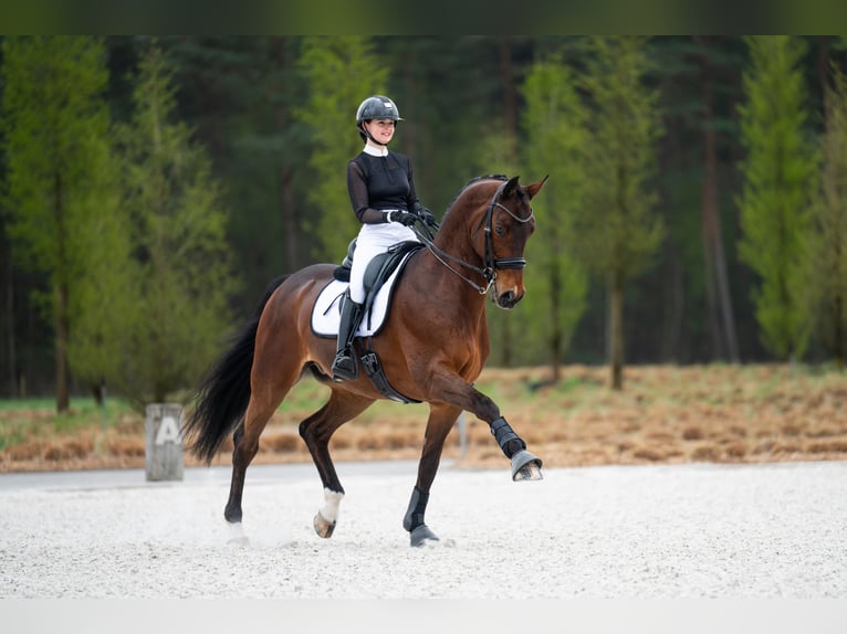 Westfale Wallach 14 Jahre 168 cm Brauner in Mol
