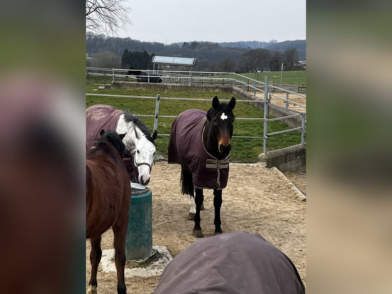 Westfale Wallach 14 Jahre 170 cm Brauner in Hamm