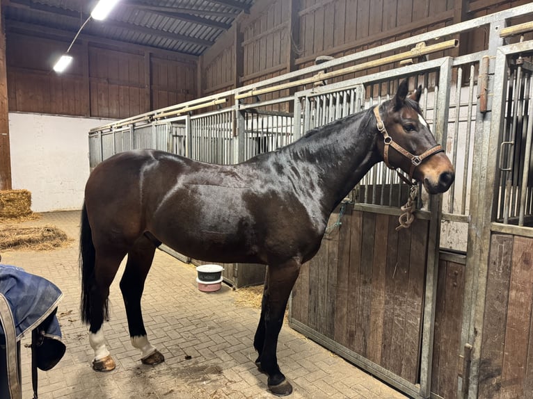 Westfale Wallach 14 Jahre 170 cm Brauner in Hamm