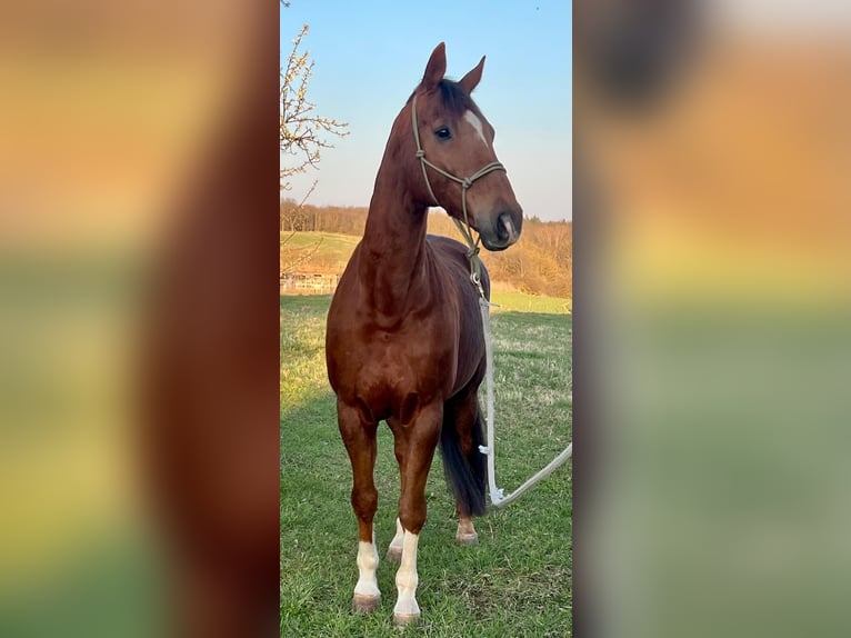 Westfale Wallach 14 Jahre 171 cm Fuchs in Hettstedt