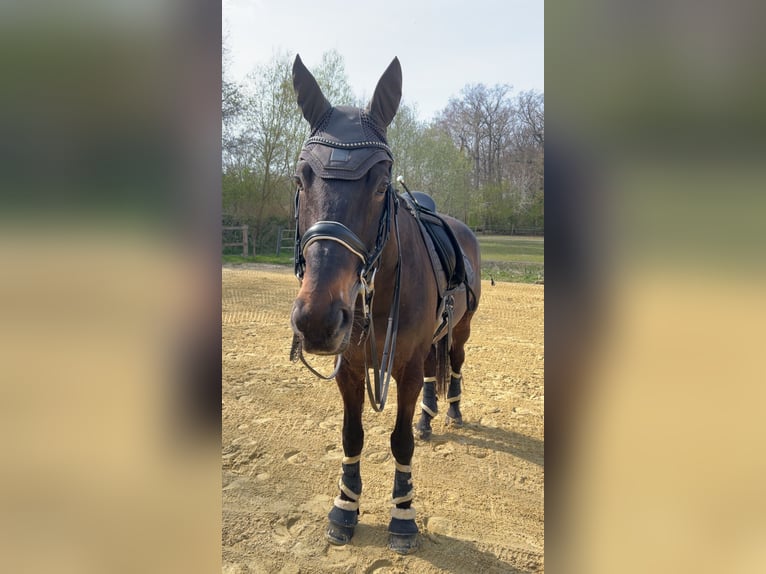 Westfale Wallach 14 Jahre 172 cm Dunkelbrauner in Rheine
