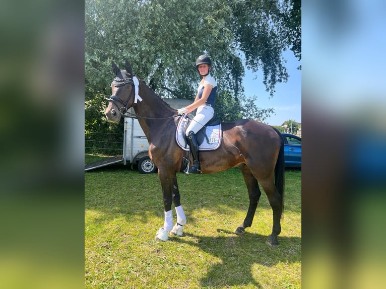 Westfale Wallach 14 Jahre 172 cm Dunkelbrauner in Rheine
