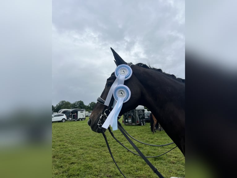 Westfale Wallach 14 Jahre 172 cm Dunkelbrauner in Rheine