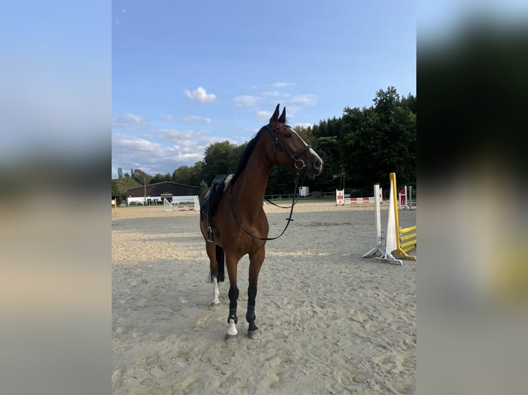 Westfale Wallach 14 Jahre 173 cm Brauner in Bad Berleburg