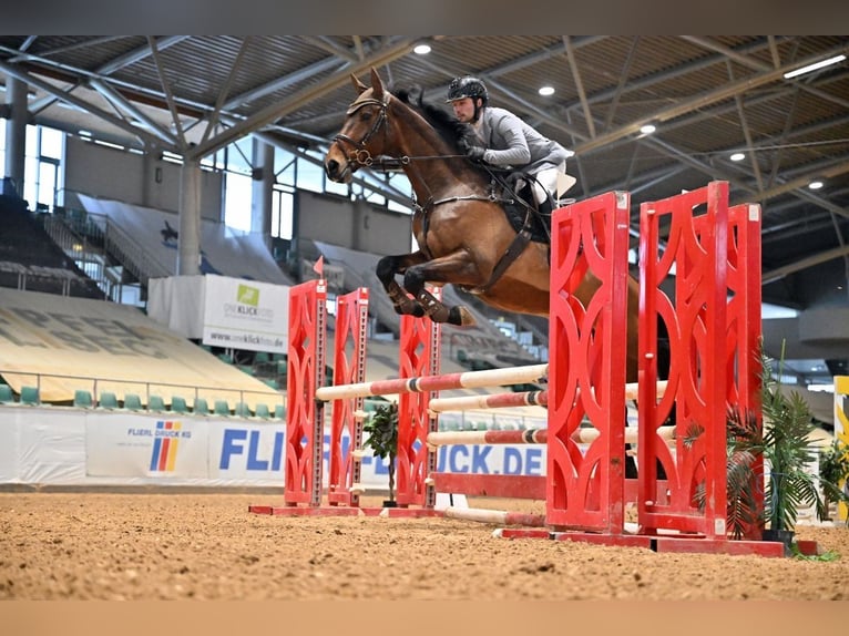 Westfale Wallach 14 Jahre 173 cm Brauner in Pilsach