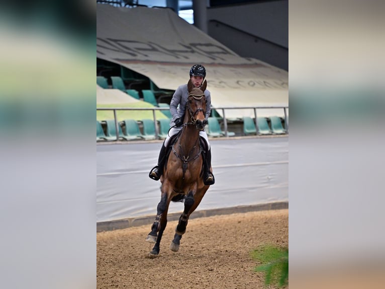 Westfale Wallach 14 Jahre 173 cm Brauner in Pilsach